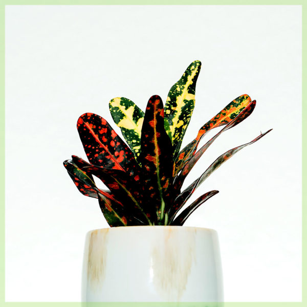 Croton codiaeum variegatum petra ஐ வாங்கவும்