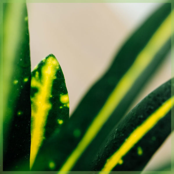 croton codiaeum variegatum සන් ස්ටාර් මිනි