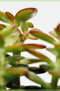 crassula ovata 日落迷你 6 厘米