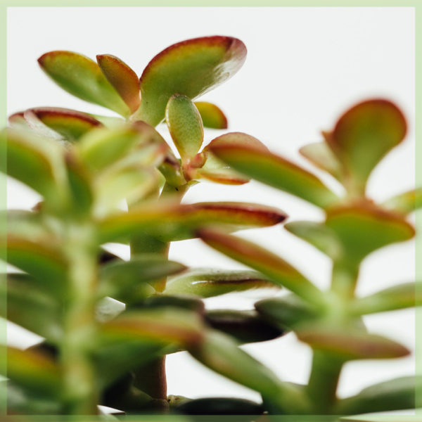 crassula ovata sunset mini 6 см