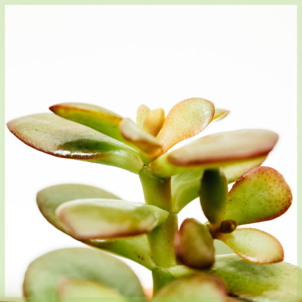 crassula ovata 日落迷你 6 厘米