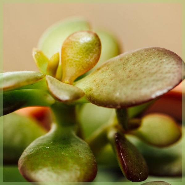 crassula ovata Panonpoé Tilelep mini 6 cm