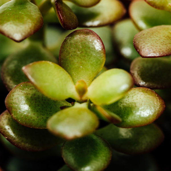 crassula ovata හිරු බැස යෑම කුඩා 6 සෙ.මී