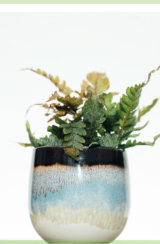 didymochlaena trunculata mini fern pot 6cm