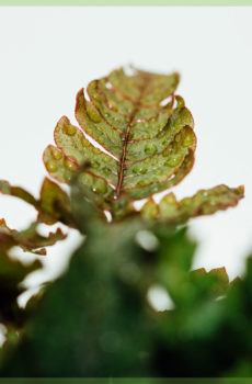 didymochlaena trunculata mini fern pot 6cm