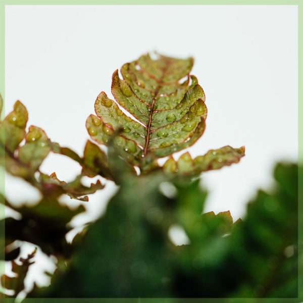 didymochlaena trunculata mini fern pot 6cm