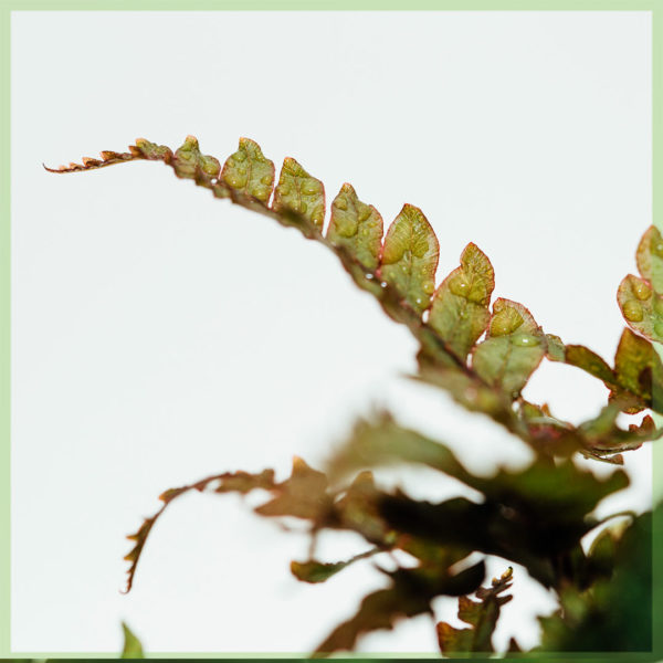 didymochlaena trunculata mini fern pot 6cm