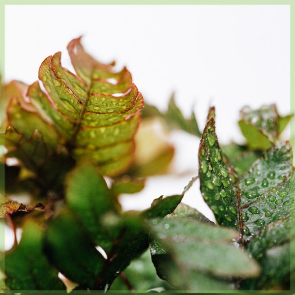 didymochlaena trunculata mini fern pot 6cm