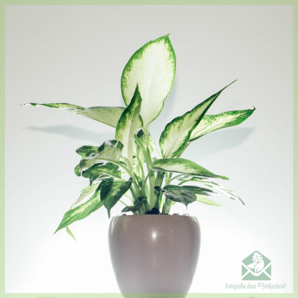 اشترِ Dieffenbachia ملكًا حقيقيًا في تنقية الهواء