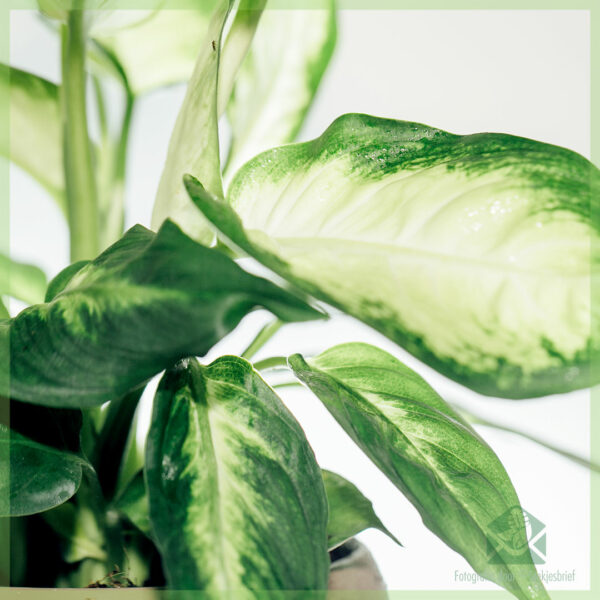 اشترِ Dieffenbachia ملكًا حقيقيًا في تنقية الهواء