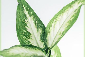 Dieffenbachia kening yn lucht suvering