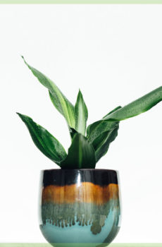 bikirin dracaena hawaii top mini plant