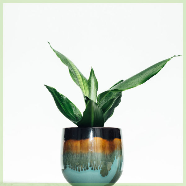 emptum dracaena hawaii top mini plant