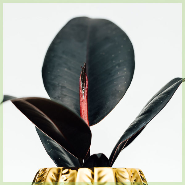 comprar ficus elastica abidjan mini planta