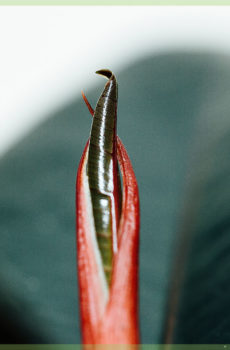 Ficus elastica abidjan മിനി പ്ലാന്റ് വാങ്ങുക