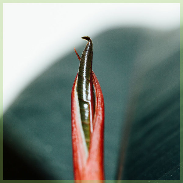 cumpara ficus elastica abidjan mini plant