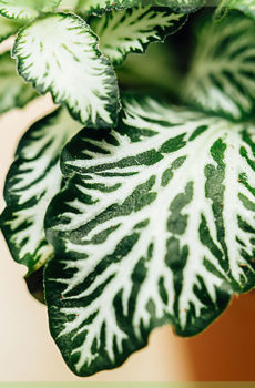 Mozaïekplant fittonia white tiger