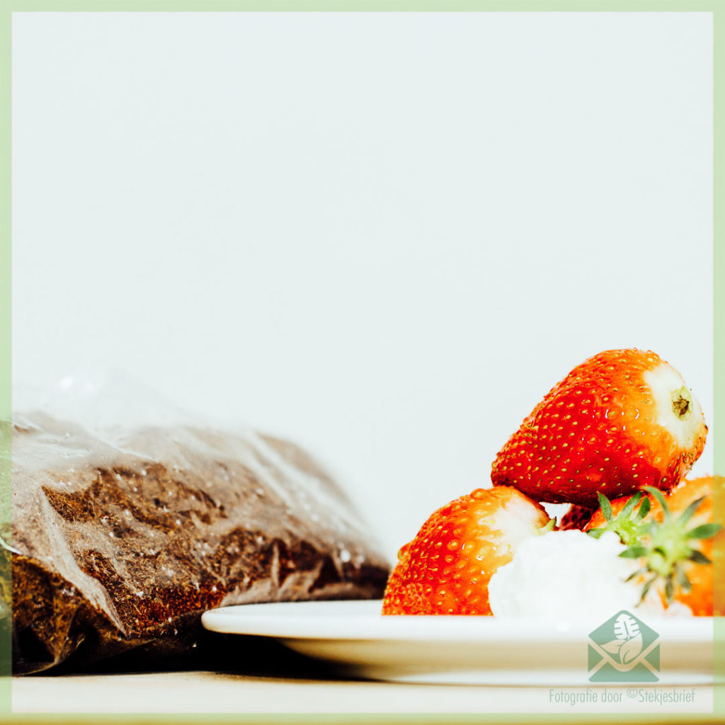 Fragaria x ananassa 'Ostara' aardbei DIY kopen, zaaien, stekken en kweken