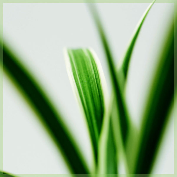 gräslilja chlorophytum comosum miniväxt