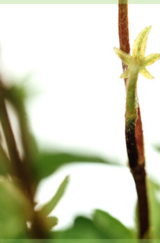 hedera helix vintergrön kruka 6cm