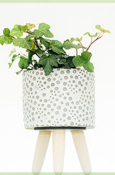 hedera helix green klimpop online kopen