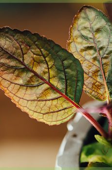 Hemigraphis alternata lilla vaffelplante