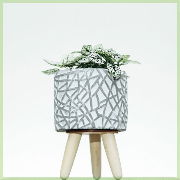 Hypoestes phyllostachya witte bladeren kopen