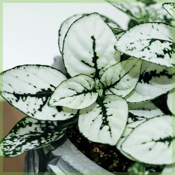 Cumpărați frunze albe de Hypoestes phyllostachya