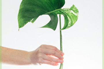 Monstera อัลโบ borsigiana Variegata