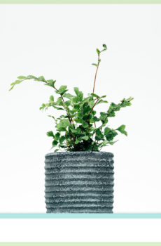 acheter mini plante pellaea rotundifolia