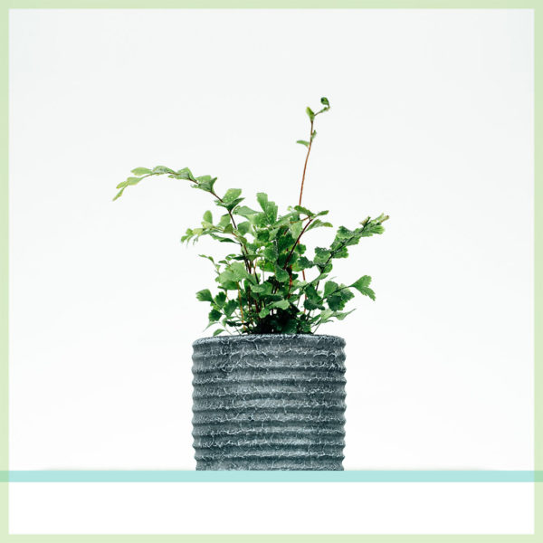 pellaea rotundifolia mini plant kopen