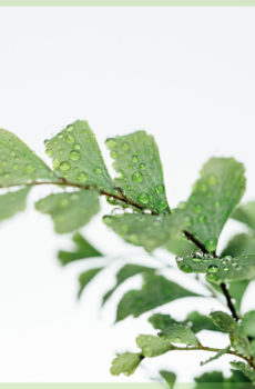 achte pellaea rotundifolia mini plant
