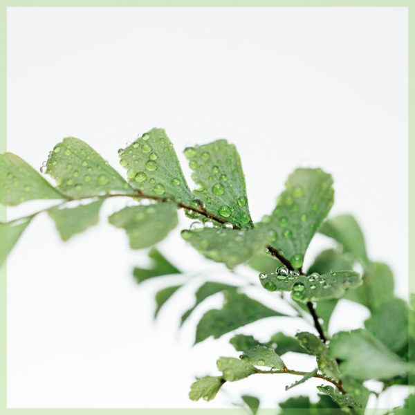 faatau pellaea rotundifolia la'au laiti