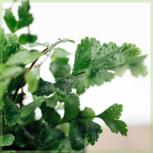 pellaea rotundifolia mini plant kopen