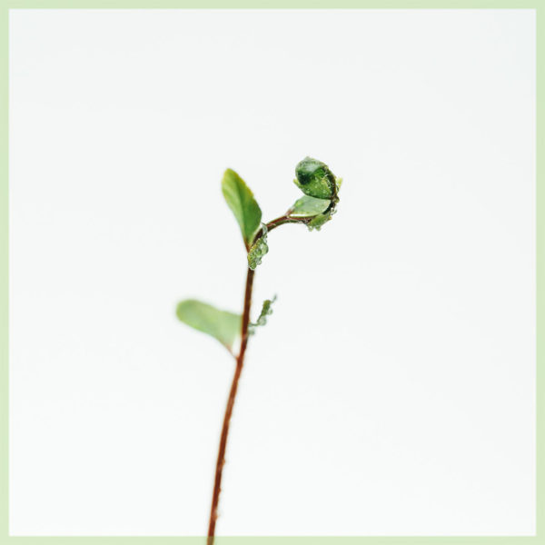 pellaea rotundifolia mini plant kopen