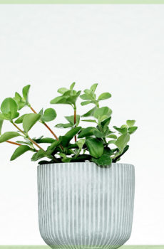 Peperomia rotundifolia mini kopen