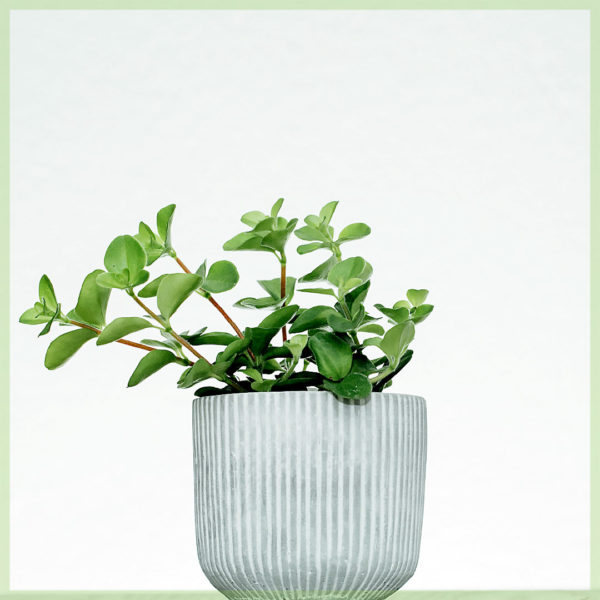 اشترِ Peperomia rotundifolia mini