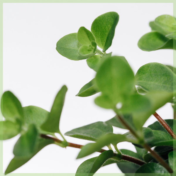 Peperomia rotundifolia mini මිලදී ගන්න