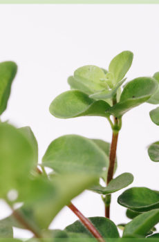 Acquista Peperomia rotundifolia mini