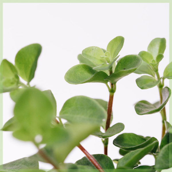 Peperomia rotundifolia mini මිලදී ගන්න