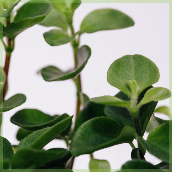 Peperomia rotundifolia mini kaufen