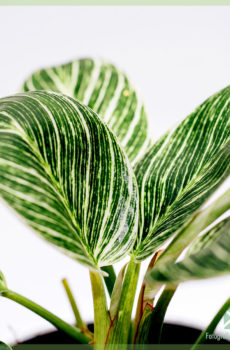 Philodendron Birkin Variegata මිලදී ගැනීම සහ රැකබලා ගැනීම