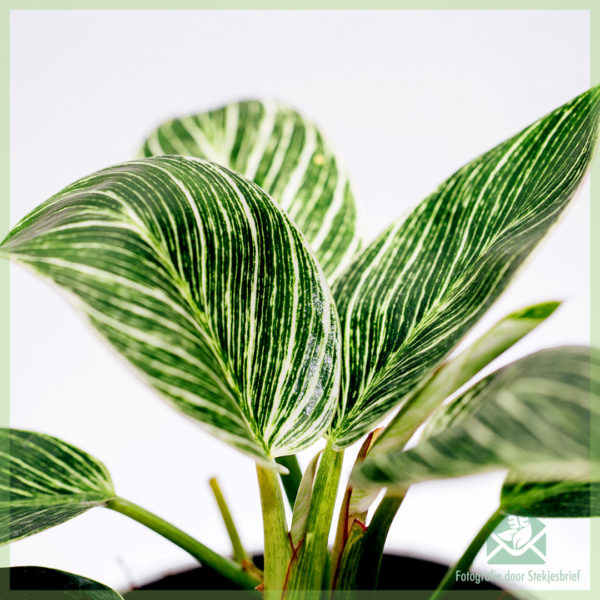 Emptio et cura Philodendron Birkin Variegata