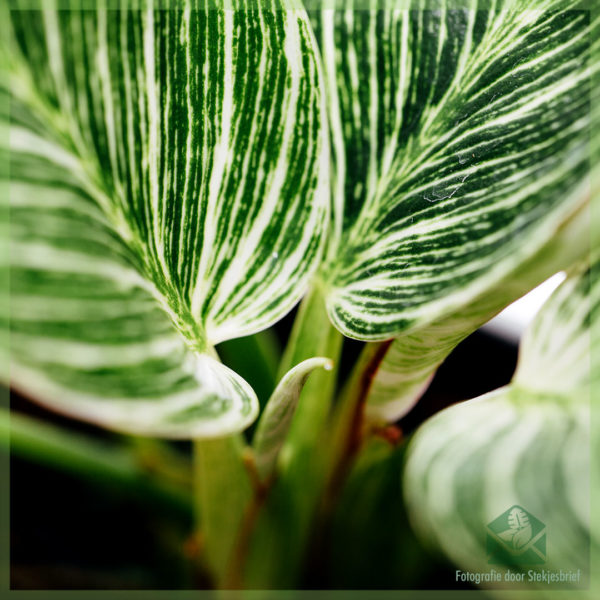 Tuku lan ngrawat Philodendron Birkin Variegata