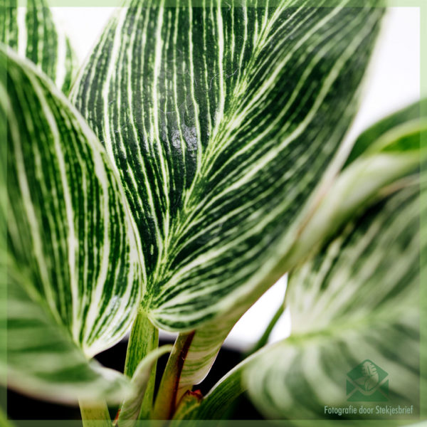 Tuku lan ngrawat Philodendron Birkin Variegata