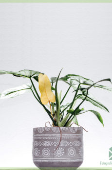 Blini bimë shtëpiake speciale Philodendron Golden Dragon