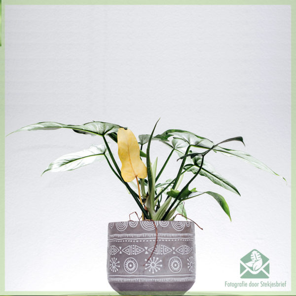 Philodendron golden dragon speciale kamerplant kopen
