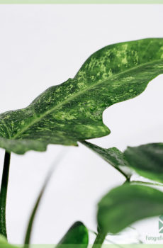 Tuku Philodendron naga emas khusus houseplant