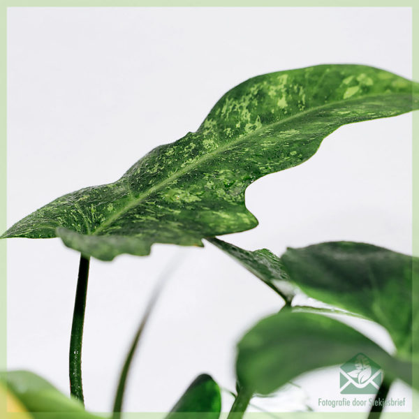 Philodendron golden dragon speciale kamerplant kopen