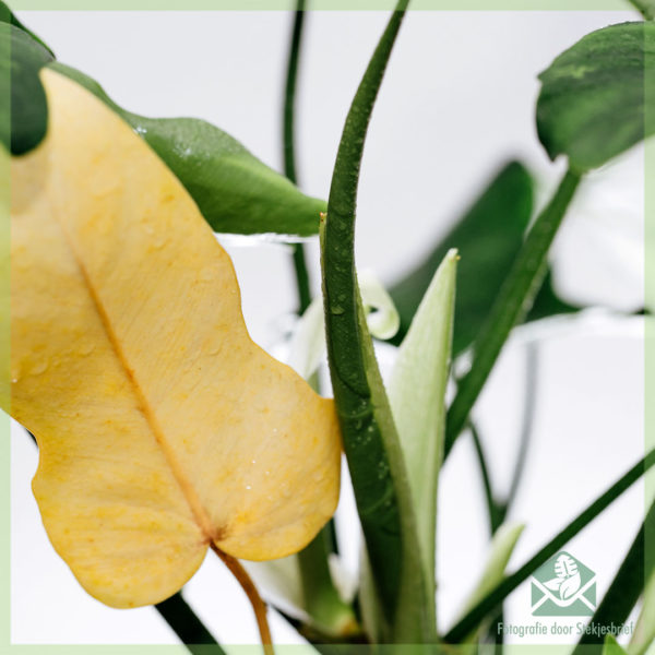 Tuku Philodendron naga emas khusus houseplant